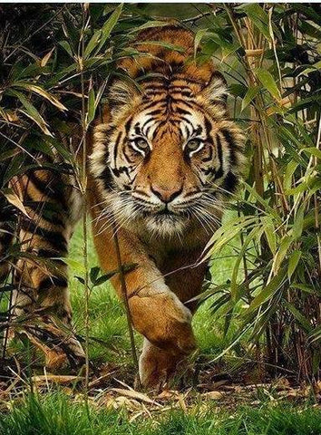 Animals