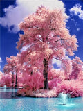 Cherry Trees