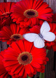Red Flowers And Butterfly
