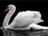 Swan