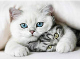 Shush Cat