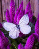 White Butterfly