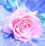 Pink Rose