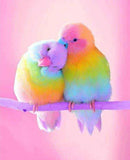 Rainbow Love