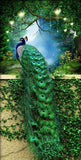 Green Peacock