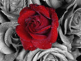 Red Rose