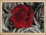 Red Rose