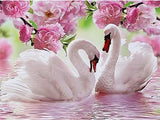 Pink Lake Swans