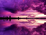 Purple Everywhere
