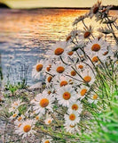 Daisies & Beach