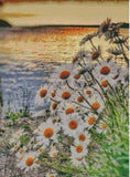Daisies & Beach