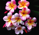 Beautiful Flower