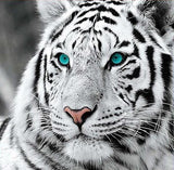 White Tiger