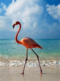 Beach And Flamingo
