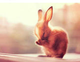 Cute Bunny