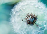 White Dandelions