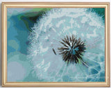 White Dandelions