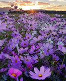Wildflower Landscape