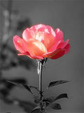 Lonely Flower