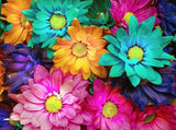 Colorful Flowers