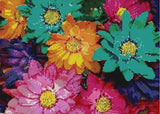 Colorful Flowers